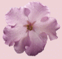 African Violet flower