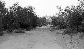 A dry riverbed, 1960.
