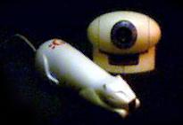 Playing with the cat