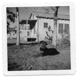 Our Airedale dog, Patsy, 1961.