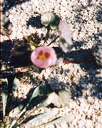 Pink five-spot flower.