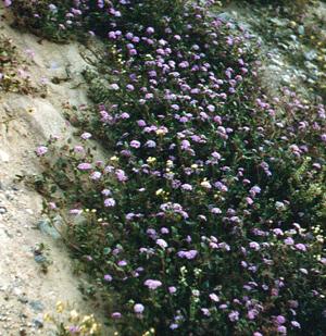 Purple Sand Verbena flowers.