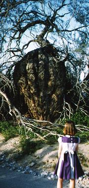 A strange swollen tree in the big wash.
